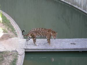 Jaguar en el parque del este