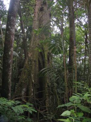 Arbol Gigante