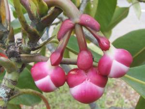 flores exoticas en la gran sabana