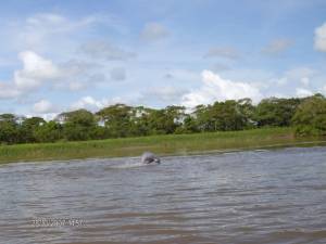 toninas en el majestuoso Río Aruca_ Elorza