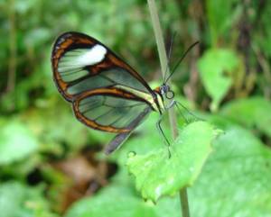 MARIPOSA ALAS DE CRISTAL