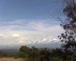 el naranjal
