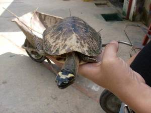 salvando a una tortuga