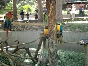 las guacamayas