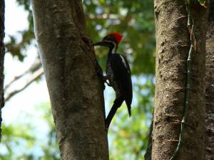 Pajaro Carpintero