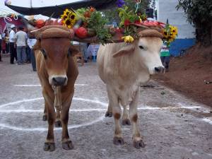 Fiestas de San Isidro Labrador (Mayo 2011)