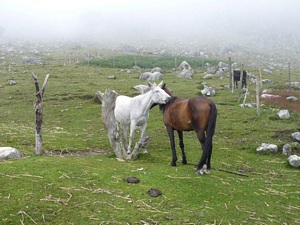 Amor Equino