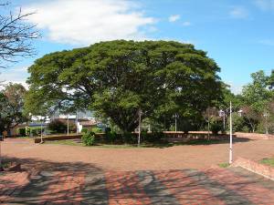 Baum in der plaza