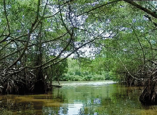 Swamps near Ro Chico