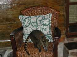 Koat� en el Waku Lodge