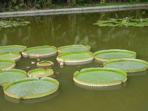 Plantas acuticas en la laguna Venezuela