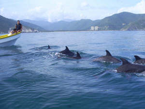 Delfins na costa de Aragua
