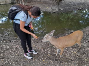 Alimentando un venado