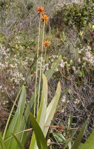 Stegolepis Guianensis