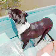 "Zorra" the dog of Corozopando