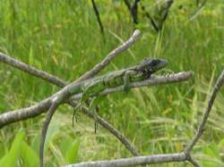 Iguana