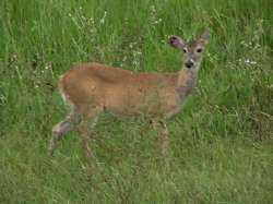 Venado