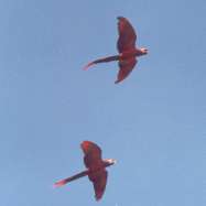 Guacamayas