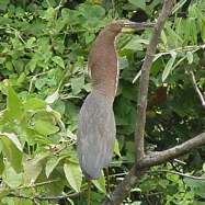 P�jaro Vaco