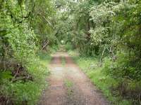 Bosque primario, Hato Pi�ero