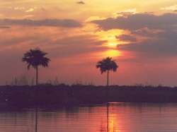 Manglarito al atardecer