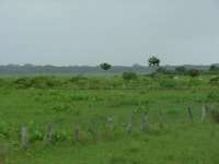 Sabana, Hato Pi�ero