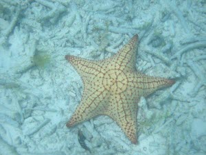Estrella de mar - Foto cortesa de Felix Antonio Hernandez Medina