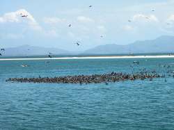 Pelcanos buscando peces en las redes de los pescadores