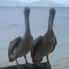 Plicans