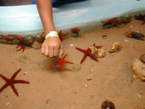 Picking up a Sea Star