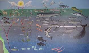 Wand von dem Museum in dem die verschiedenen Meeresarten gezeigt werden und in welcher Tiefe sie sich befinden