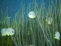 Peces de Morrocoy