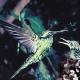 Tucusitos o colibri�s