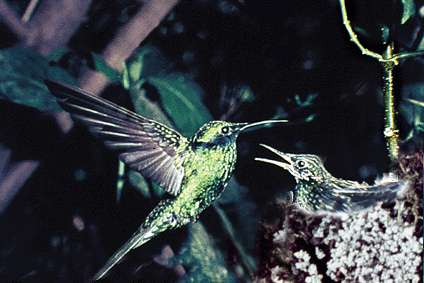 Tucusitos o colibris