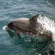 Los delfines