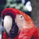 La guacamaya