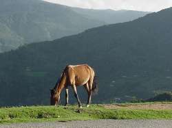 Horse in Cubiro