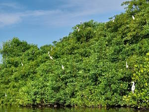 garzas en los manglares