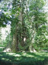 Kapokbaum 600 Jahre alt