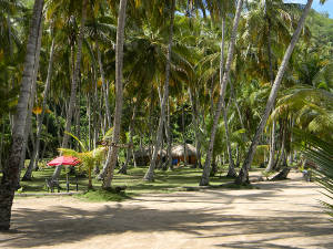 Bosque de cocoteros