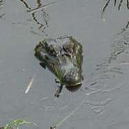 Kleines Krokodil un Rio de Agua