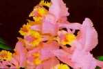 Orqudea, la flor nacional