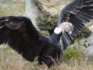 Condor de los Andes Venezolanos