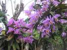 Orquideas en Guayabital