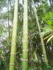 Bambúes en Venezuela