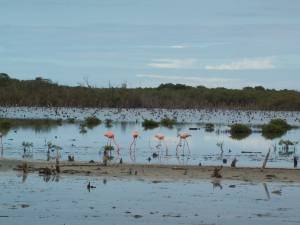 Flamingos Aves Migratorias