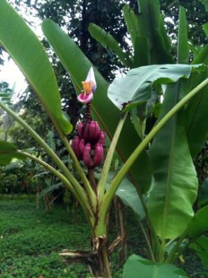 Banana de Jardín