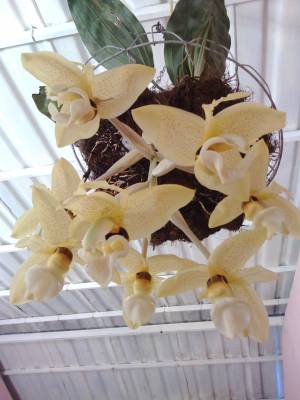 Orquídea del género stanhopea