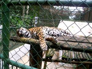 El Leopardo Durmiente