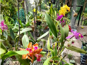 Orquideas en el Campamento Canaima